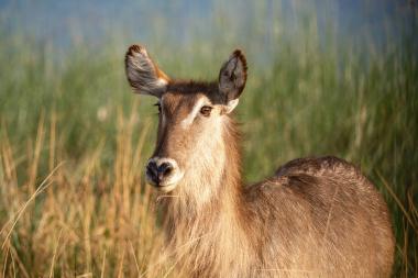 Close-up view of a brown waterbuck (likely Kobus ellipsiprymnus) standing among tall dry grasses and green reeds, looking slightly to the left. The animal's long fur and large ears are lit by warm sunlight; blurred wetland vegetation forms the background. Coordinates: -25.259925, 27.1184525.