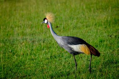 A Grey Crowned Crane standing in a sunlit grassy field. The tall grey bird has a striking golden crown of feathers, a black cap, white cheeks, and a red throat wattle. It stands on long dark legs against a blurred green grass background; location: Kenyan savanna near Maasai Mara (coordinates provided).