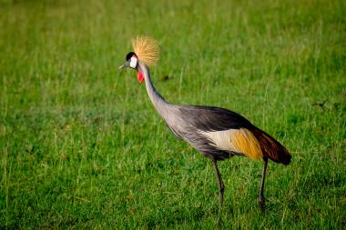 A Grey Crowned Crane standing in a sunlit grassy field. The tall grey bird has a striking golden crown of feathers, a black cap, white cheeks, and a red throat wattle. It stands on long dark legs against a blurred green grass background; location: Kenyan savanna near Maasai Mara (coordinates provided).