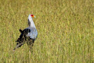 A secretary bird with a grey body, long black tail feathers and a distinctive orange facial patch stands upright in tall green grass in a sunlit Kenyan grassland. The bird faces right, appearing alert while blending with the grassy habitat. Coordinates: -1.5172188883333, 35.236738333333.