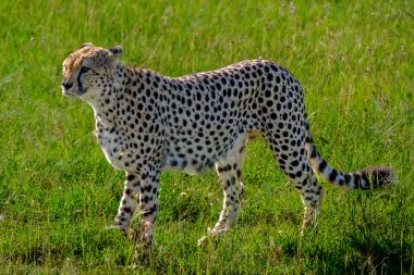 A cheetah walking left across a sunlit green grassy savanna. The spotted big cat is shown in profile with its head turned slightly forward, long slender body and characteristic black tear markings by the eyes. Tall green grass fills the background. Location: Maasai Mara region, Kenya.