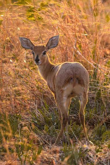 A young steenbok antelope seen from behind and slightly to the side, looking back toward the camera. The small antelope has large ears and a light brown coat. It stands among tall dry grasses and green ground plants lit by warm golden-hour sunlight, with backlit grasses creating a glowing background. Approximate location: -25.253271, 27.044279 (South Africa).
