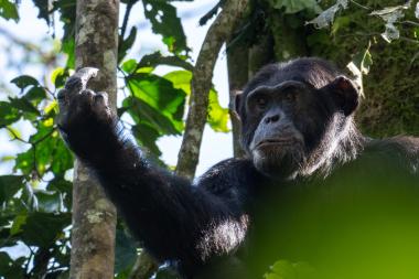 Close-up view of an adult chimpanzee high in a tropical forest canopy. The chimpanzee faces the camera with a thoughtful expression, one arm extended to grasp a nearby branch. Sunlight filters through surrounding leaves, illuminating the animal's dark fur and the moss-covered tree trunks behind it.
