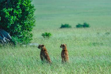 Wide shot of two cheetahs (Acinonyx jubatus) sitting side by side in tall green savanna grass, both looking to the left. A dense leafy tree and rocky base appear at left; open grassy plains stretch into the distance under clear daylight. Photo taken in the Maasai Mara region of Kenya.