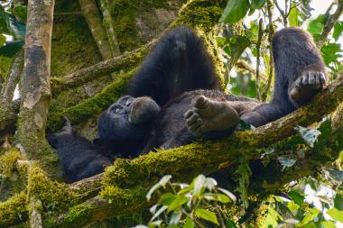 A chimpanzee resting on a thick, moss-covered tree branch high in the forest canopy. The animal is lying on its back with one foot and one hand visible, surrounded by green leaves, lianas and epiphytes; dappled sunlight illuminates parts of its face and the surrounding moss.