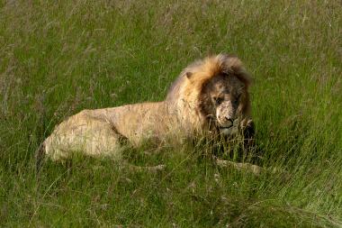 A mature male African lion (Panthera leo) with a dark mane lies resting in tall green savanna grass. The lion's face shows scars and dirt; the surrounding landscape is open grassland typical of the Maasai Mara in Kenya (photo taken at coordinates -1.4829558333333, 35.178515555).