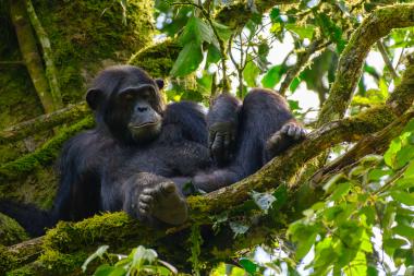 A wild chimpanzee lying relaxed on a moss-covered tree branch high in the green forest canopy. The chimpanzee is reclining with one arm and both feet visible, surrounded by moss, leaves and dappled sunlight. Photo taken in the Bwindi area of Uganda.