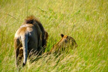 Ground-level rear view of a male and a female African lion walking away through tall green savanna grass. The male, on the left, shows a dark mane and flies on its back; the lioness is lower in the grass to the right. Sunlit grass fills the frame, suggesting an open savanna habitat in Kenya.