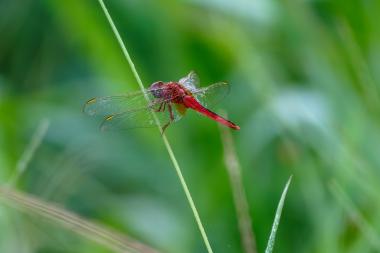 Close-up view of a bright red dragonfly perched laterally on a thin vertical grass blade. The insect's translucent wings show fine veins and small water droplets; its vivid red abdomen contrasts with the blurred green foliage in the background. Photo taken near Kathmandu, Nepal (coordinates provided).