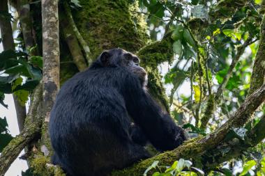 A wild chimpanzee perched on a moss-covered tree branch in a dense tropical forest. The chimpanzee faces right, looking upward through the leaves and light filtering through the canopy. Surrounding branches are covered in green moss and broadleaf vegetation, suggesting a humid forest environment near Kibale, Uganda.
