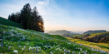 A pastoral Swiss landscape with rolling hills and blooming flowers